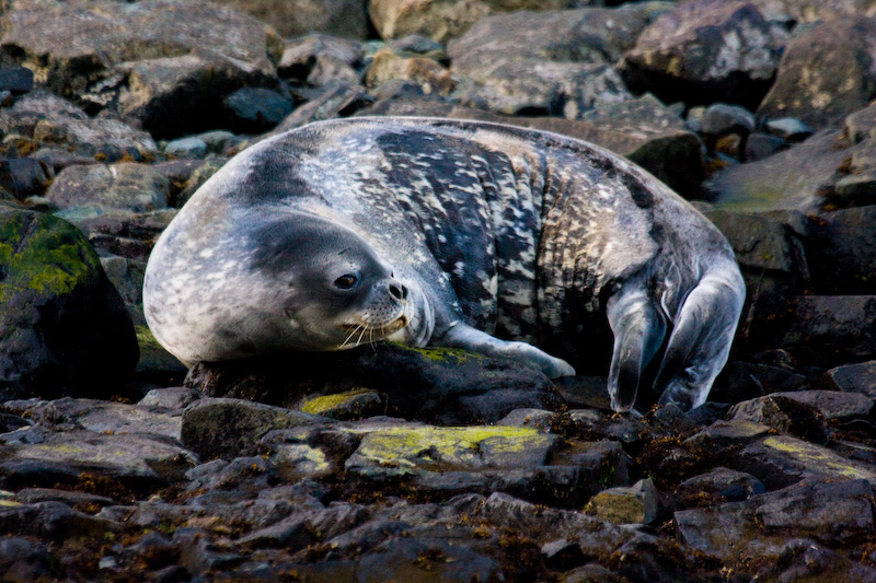 Weddell Seal